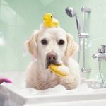 Aby kúpanie bolo radosťou. Poradíme vám, ako kúpať vášho štvornohého miláčika