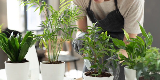 Starostlivosť o izbové rastliny a ich výhody v našom bežnom živote